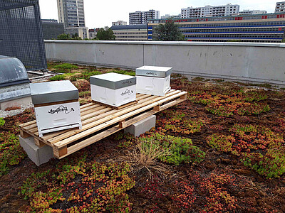 Trois ruches ont été installées durant l'été sur le toit de la Présidence.