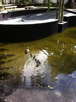 Bien installé dans la cour intérieure de l'UFR de  math-info, un petit groupe de canards y revient  tous les ans, au printemps. 