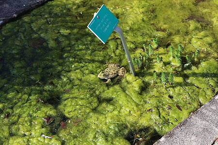 Chaque printemps, les grenouilles font entendre leur coassement aux riverains du jardin botanique !