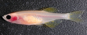 poisson zèbre adulte, transparent permettant de suivre la progression tumorale in vivo